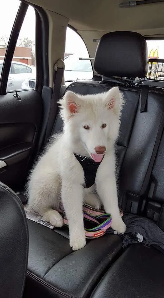Picture